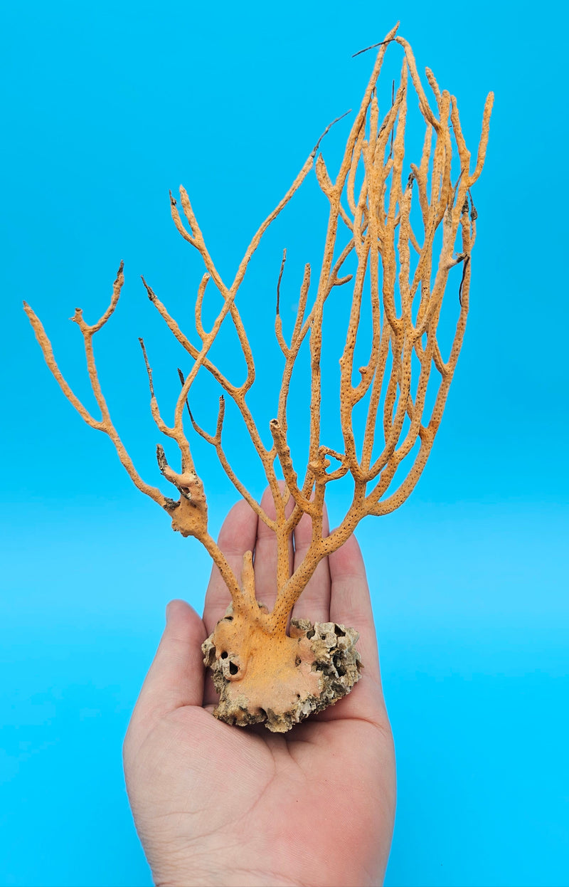 Vintage Gulf of Mexico sea whip coral specimen in natural orange, 9 inches tall with branching structure