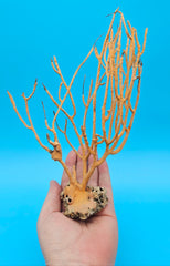 Vintage Gulf of Mexico sea whip coral specimen in natural orange, 9 inches tall with branching structure