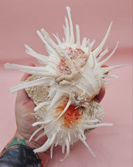 Spiny white spondylus shell with orange center mounted on coral base for coastal display
