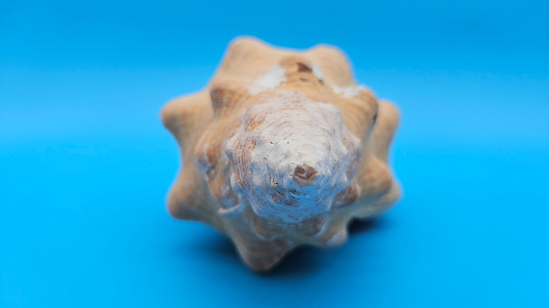 Rare Apricot Horse Conch Display Shell Premium Coastal Home Decor 11"