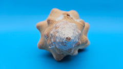 Rare Apricot Horse Conch Display Shell Premium Coastal Home Decor 11