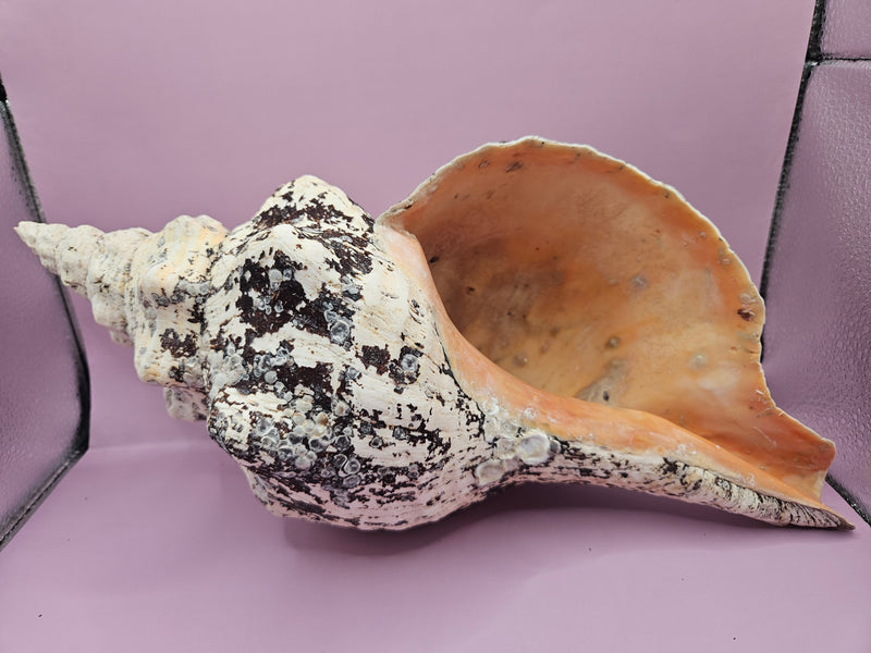 Horse Conch Shell-14.75"