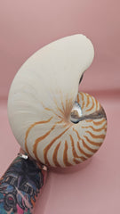 8-inch natural nautilus shell with smooth spiral pattern and creamy pearlescent finish.