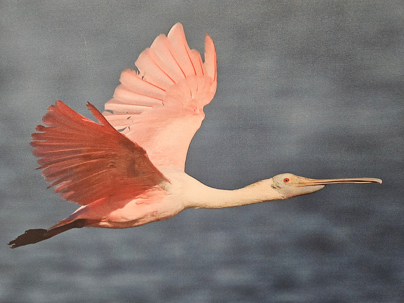 A 36"x18" painting of a Roseate Spoonbill on canvas, showcasing the bird’s vibrant pink feathers and elegant form, perfect for nature-inspired or coastal décor.