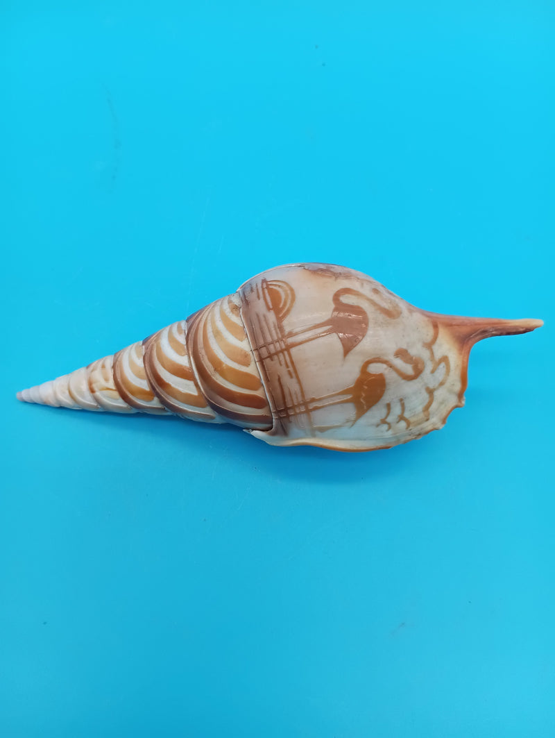 4.8" carved Tibia shell with flamingo coastal scene