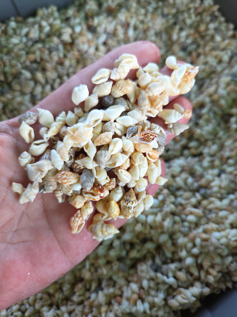 Mini Nassa Shell Mix