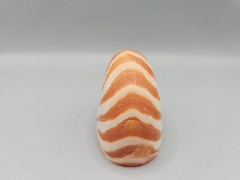 Chambered Tiger Nautilus shell, 2.2 inches wide, with brown stripes and spiral design, perfect for marine décor or collections.