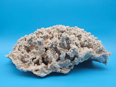 Vintage Merulina coral specimen for coastal home decor - natural marine piece