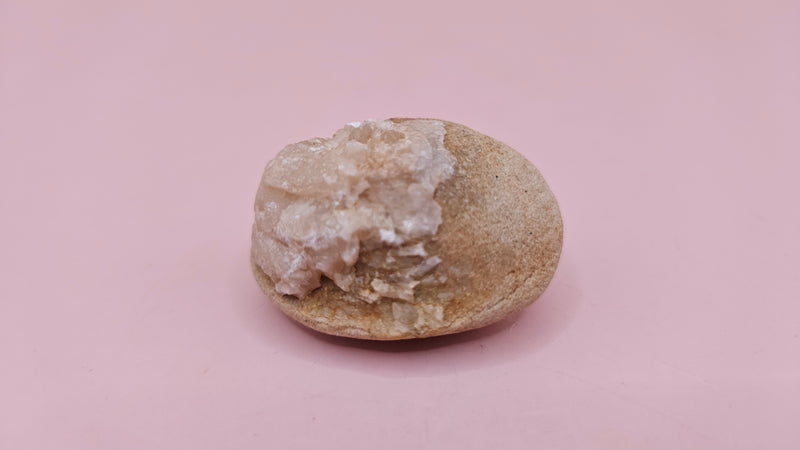  Fossilized Cretaceous clam with quartz crystals in natural brown stone on pink background