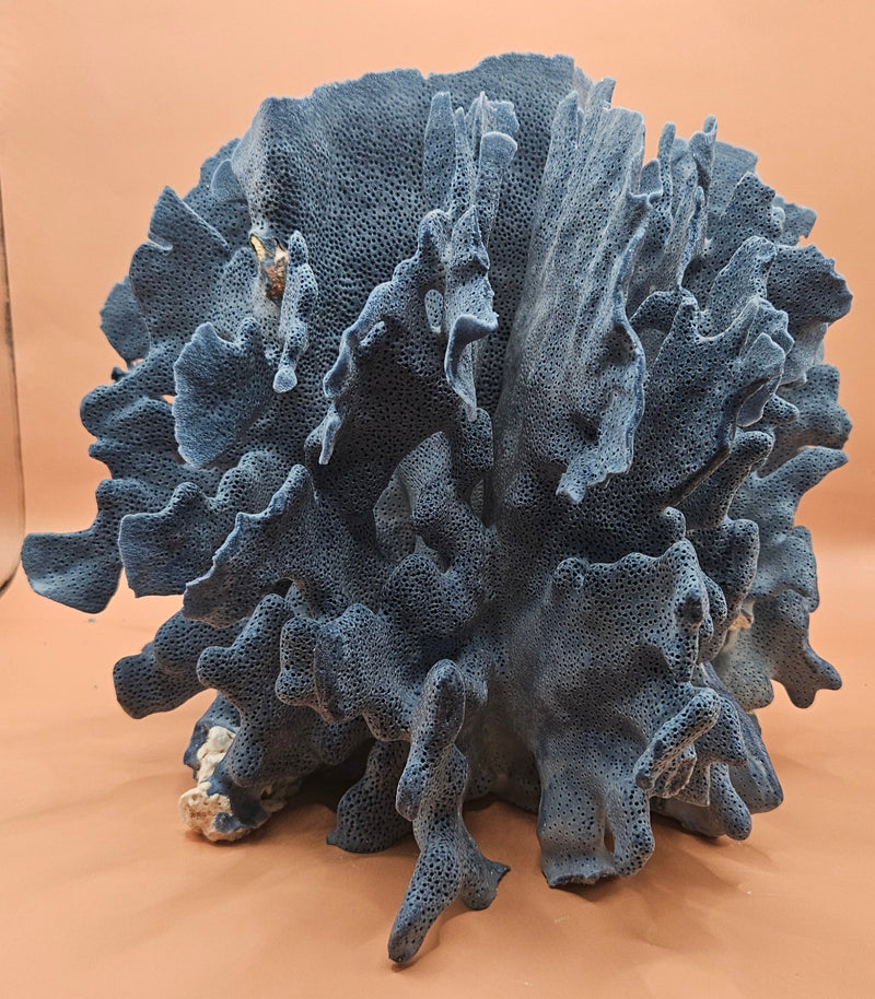 Natural Blue Ridge Coral specimen with rich blue coloration and vertical ridge-like structures, ideal for marine décor, coastal interiors, or aquarium-themed styling