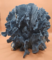 Natural Blue Ridge Coral specimen with rich blue coloration and vertical ridge-like structures, ideal for marine décor, coastal interiors, or aquarium-themed styling