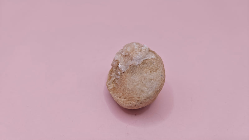  Fossilized Cretaceous clam with quartz crystals in natural brown stone on pink background