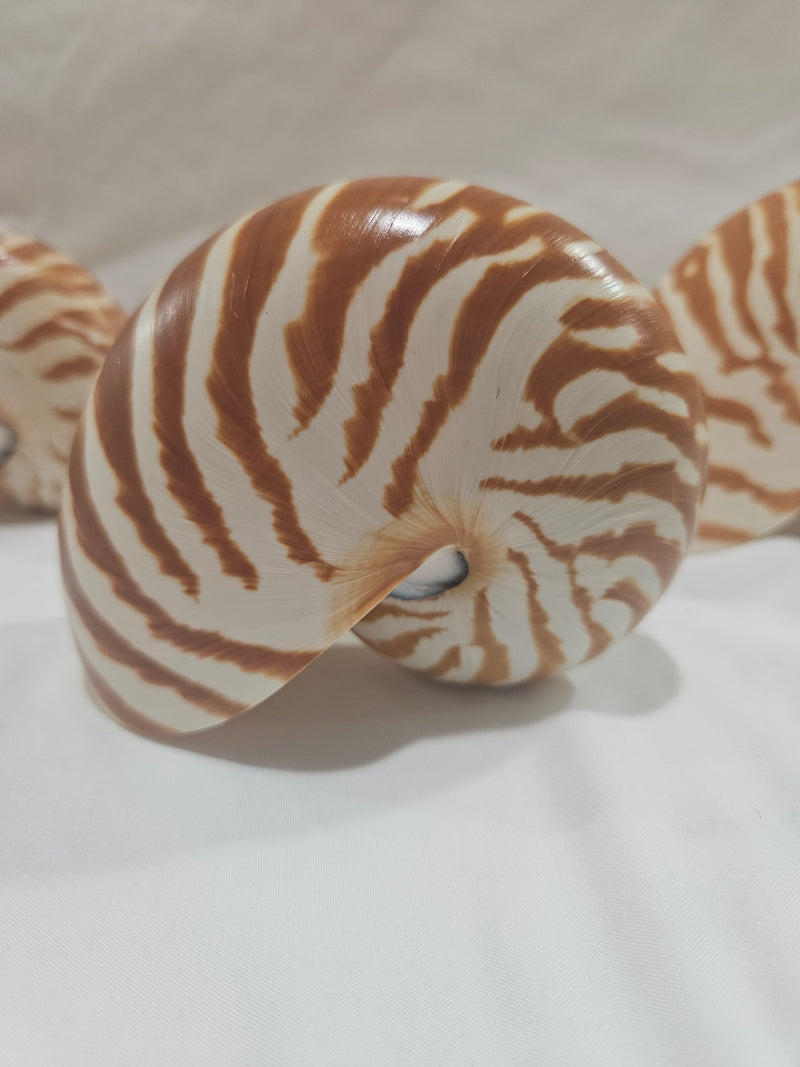 Chambered Tiger Stripe Nautilus Shell