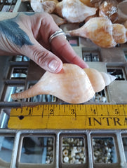Mixed Tulip Shell