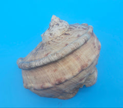 Marmoratus Turban Display Shell Premium Coastal Home Decor Large