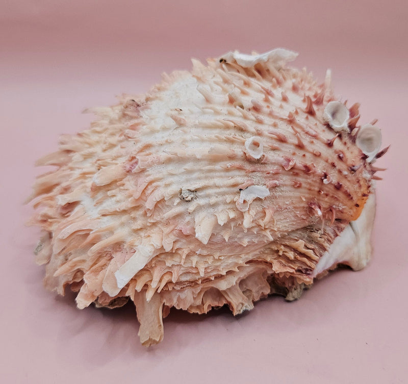 Spiny pink and ivory Spondylus shell with dramatic textured surface, 5 inches wide, on tabletop