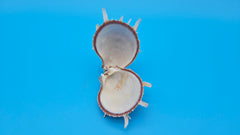 Spiny Spondylus Shell Pair 3.5