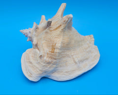 queen conch shell with flared pink interior and spiral tip, 9 inches, perfect for coastal home decor