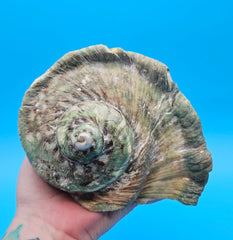 Giant green marmoratus turban shell with spiral design and earthy green-brown tones, measuring 6.4x6.2x4 inches