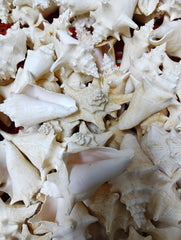 Non Pierced Juvenile Pink Queen Conch