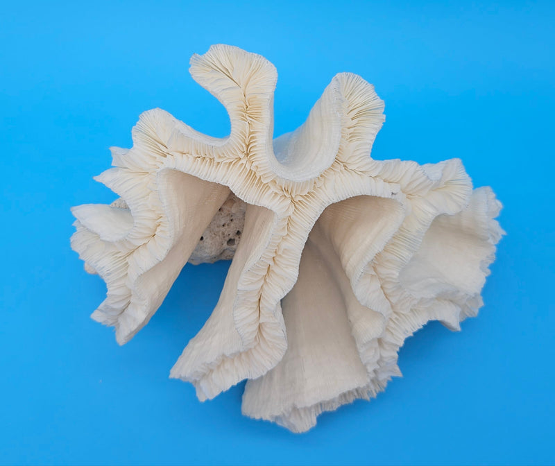 Vintage open brain coral specimen with ruffled lobes on blue background