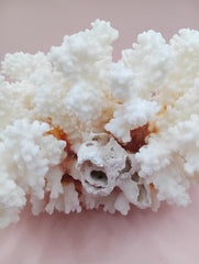 Vintage Brownstem Coral with natural branch form – 7.5 x 4.5 x 5 inches coastal decor accent