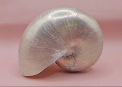Polished Pearl Nautilus Shell – Elegant Ocean Décor (3.75