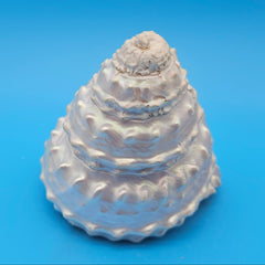 Pearled Astraea undosa shell with iridescent finish and knobby ridged spiral surface on bright blue background