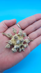Pine Tree Urchin display shell 2.8 inches with natural spiny details for coastal home décor
