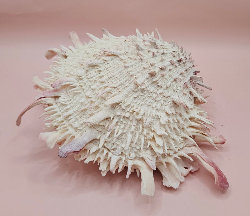 Spiny pink and white Spondylus shell with layered ridges on a neutral background