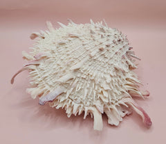Spiny pink and white Spondylus shell with layered ridges on a neutral background