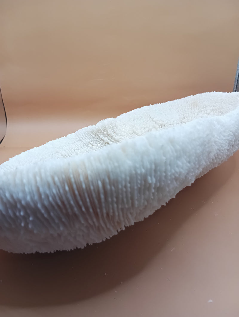 Vintage Bone White Slippers Coral – Unique Natural Ocean Decor (14.5" x 7.25")