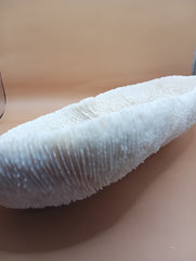 Vintage Bone White Slippers Coral – Unique Natural Ocean Decor (14.5