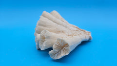 Vintage Candy Cane Coral specimen for coastal home decor - natural marine piece