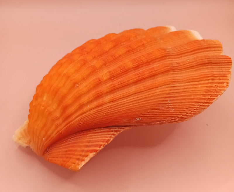 Orange Lion Paw Shell – Natural Vibrant Seashell for Coastal Décor