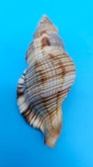 4-inch Cymatium pileare shell with brown and gold ribbed texture for coastal display décor