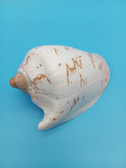 Noble Volute Shell 5