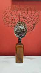 Antique amber Pepto-Mangan bottle with abalone shell and sea fan coral topper
