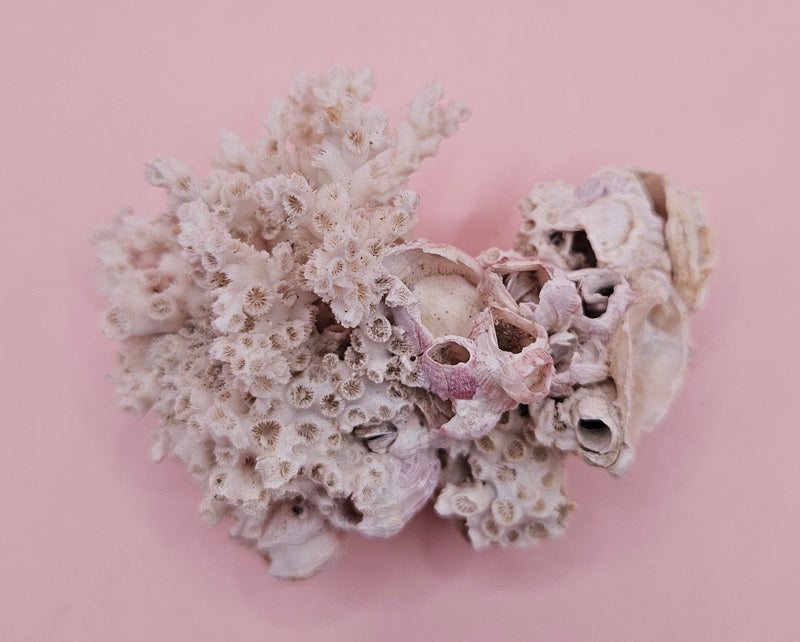 Ivory Bush Coral Mixed with Gulf of Mexico Barnacle – Oculina Varicosa 