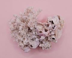 Ivory Bush Coral Mixed with Gulf of Mexico Barnacle – Oculina Varicosa 