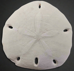 Leodia Sexiesperforata Six Hole Keyhole Sand Dollar 5.5