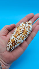  Conus pennaceus Feathered Cone shell with white markings over brown background, glossy 4-inch cone shell.