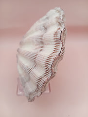 Lion's Paw seashell pair, 5.5 by 5.0 inches, with ridged texture and natural coastal tones