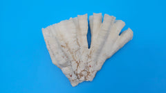 Vintage Candy Cane Coral specimen for coastal home decor - natural marine piece