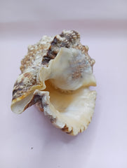 Natural Frog Conch Shell – 6.8