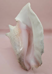 Large queen conch shell with flared pink interior and spiral tip, 9 inches, perfect for coastal home decor