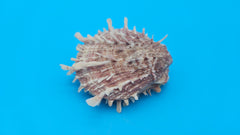  Spiny reddish-brown Spondylus shell pair opened and closed, displayed on a bright blue background