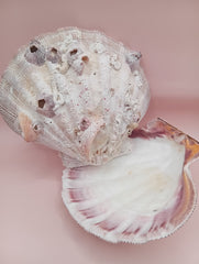 Lion's Paw seashell pair, 5.4 by 4.8 inches, with barnacles and crustacean markings in natural coastal tones