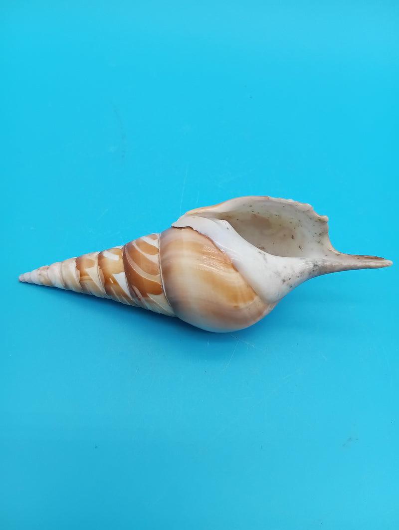 4.8" carved Tibia shell with flamingo coastal scene