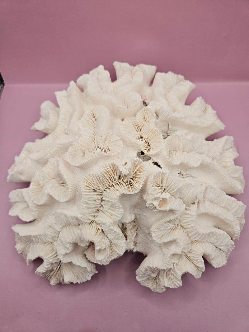 White vintage lettuce coral decorative piece, 11.5 inches by 11 inches by 4 inches, perfect for coastal and beach-themed decor